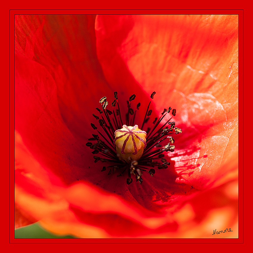 Klatschmohn
Schlüsselwörter: Klatschmohn