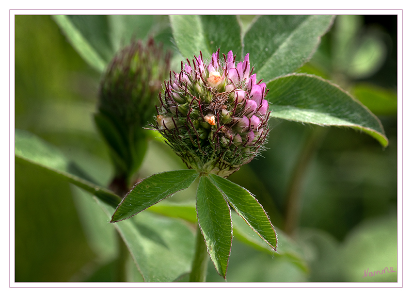 Am Wegesrand
Der Wiesenklee (Trifolium pratense), auch Rotklee genannt,[1] ist eine Pflanzenart aus der Gattung Klee (Trifolium) in der Unterfamilie der Schmetterlingsblütler (Faboideae) innerhalb der Familie der Hülsenfrüchtler (Fabaceae oder Leguminosae). laut Wikipedia
Schlüsselwörter: Klee