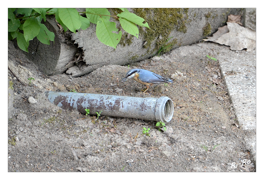 Kleiber
Der Name bezieht sich darauf, dass der Kleiber den Eingang von Bruthöhlen anderer Vögel, zum Beispiel die von Spechten, mit Lehm verklebt, um sie selbst zu nutzen. Der Begriff „Kleiber“ stammt aus dem Mittelhochdeutschen und bezeichnete Handwerker, die Lehmwände erstellten.
laut Wikipedia
Schlüsselwörter: Kleiber