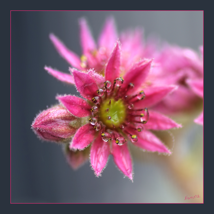 Klein
Schlüsselwörter: Rosa                 Blüte