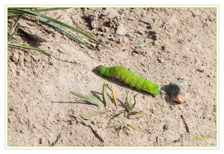 Kleine Raupe
auf dem Weg zu neuem Futter
Schlüsselwörter: Raupe    grün