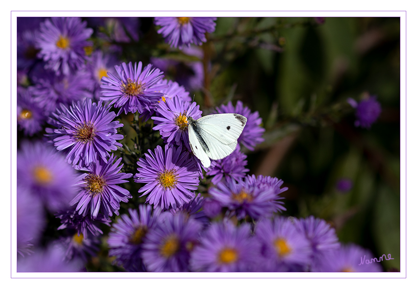 39 - Kleiner Kohlweißling
2019
Schlüsselwörter: Schmetterling