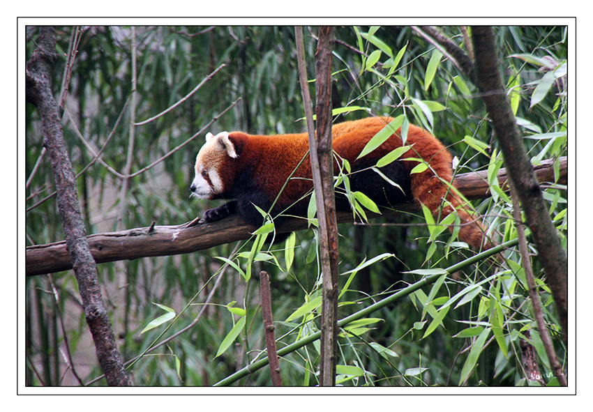 Bin dann mal weg
Der Kleine Panda (Ailurus fulgens), auch Roter Panda, Katzenbär, Bärenkatze oder Goldhund genannt, ist ein Säugetier, das im östlichen Himalaya und im Südwesten Chinas beheimatet ist und sich vorwiegend von Bambus ernährt. Seit 2008 wird der Kleine Panda auf der Roten Liste gefährdeter Arten der Weltnaturschutzunion als „gefährdet“geführt.
Schlüsselwörter: Panda