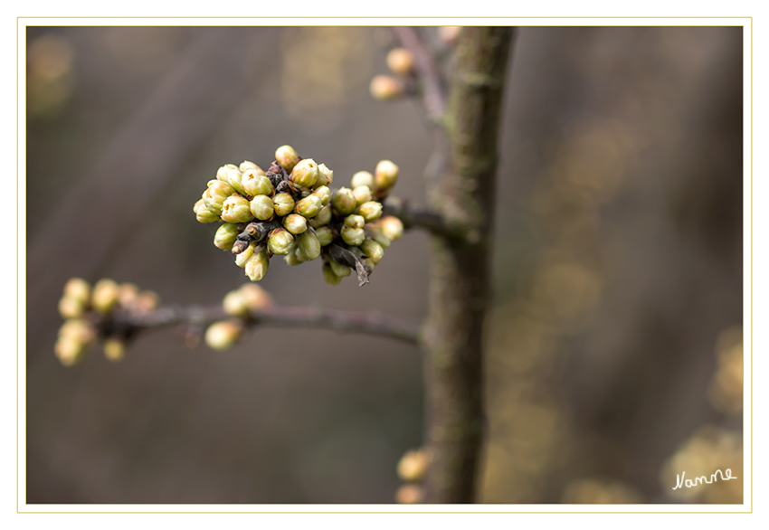 In Startposition
Der Frühling will loslegen
Schlüsselwörter: Knospen