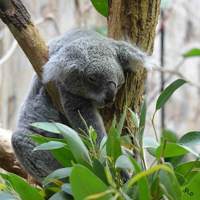 Totale Tiefenentspannung
Koala (Phascolarctos cinereus), auch Aschgrauer Beutelbär genannt, ist ein baumbewohnender Beutelsäuger in Australien. Er wurde von dem Zoologen Georg August Goldfuß im Jahre 1817 beschrieben. Der Koala ist neben dem Känguru das am weitesten verbreitete Symbol Australiens.

(laut Wikepedia)
Schlüsselwörter: Koala
