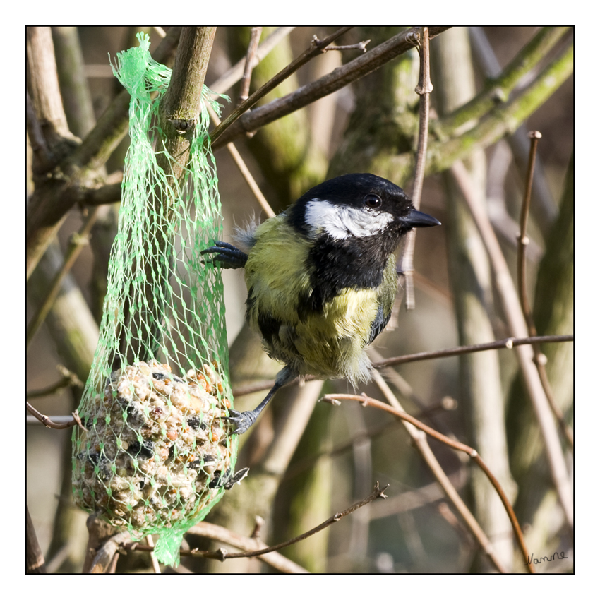 Kohlmeise
Die Kohlmeise (Parus major) hat ihren Namen wegen der kohlschwarzen Kopfzeichnung. Kohlmeisen nannte man früher auch “Finkmeisen” wegen ihrem finkenähnlichen Lockruf.
