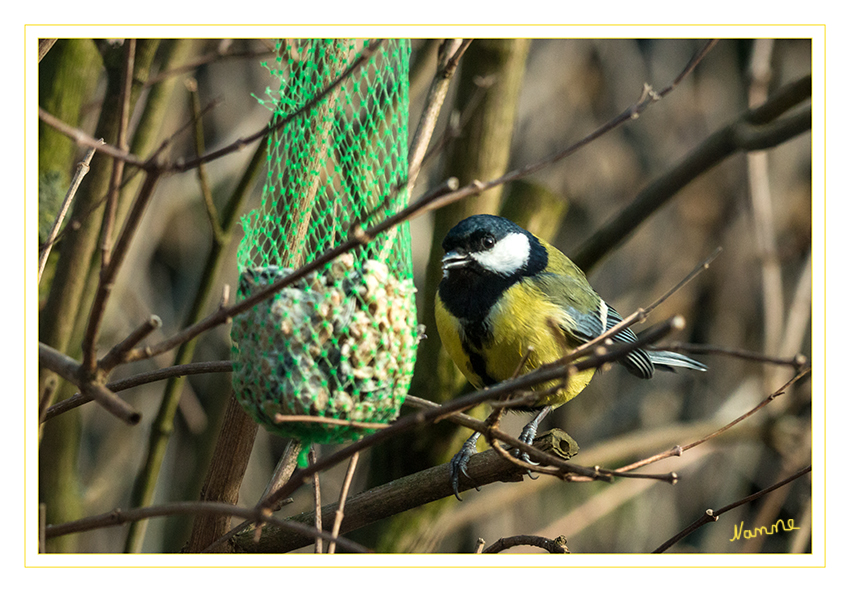 Kohlmeise
Die Kohlmeise (Parus major) ist eine Vogelart aus der Familie der Meisen (Paridae). Sie ist die größte und am weitesten verbreitete Meisenart in Europa. laut Wikipedia
Schlüsselwörter: Kohlmeise