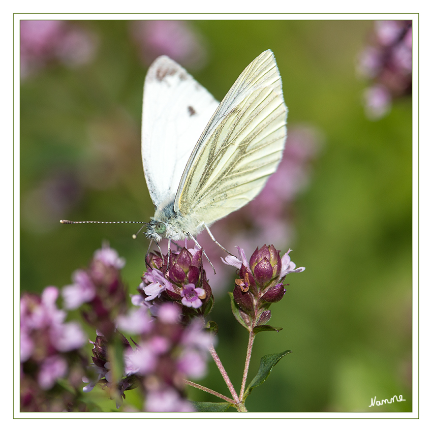 Schau mir in die Augen
Der Kohlweißling tritt inzwischen nahezu weltweit auf, weil die Insekten zusammen mit dem Gemüse verschleppt wurden. Die Raupen sind ein bedeutender Schädling in der Landwirtschaft und im Gemüseanbau. Der Hauptschaden im Kohlanbau durch den Fraß der Raupen tritt meist ab dem Monat Juni auf.
laut Wikipedia
Schlüsselwörter: Kohlweisling Schmetterling