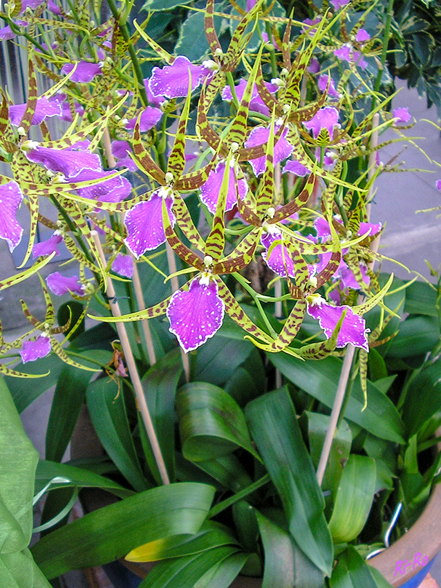 Brassia
Die Odontobrassia Billabong stammt aus Südamerika, wächst teilweise auf großen Höhen bis 1.500 m.
(lt. Orchideenzucht Celle)

 
Schlüsselwörter: Orchidee