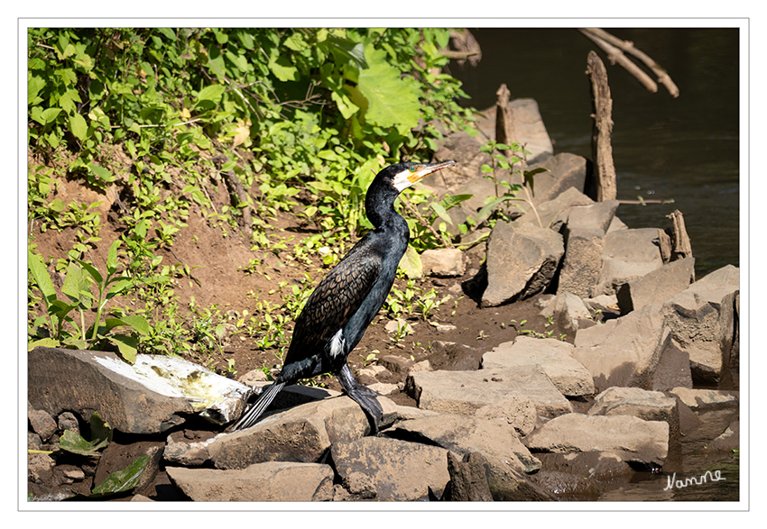 Entlang der Erft
Der Kormoran (Phalacrocorax carbo) ist eine Vogelart aus der Familie der Kormorane (Phalacrocoracidae). Das Verbreitungsgebiet der Art umfasst große Teile Europas, Asiens und Afrikas, außerdem Australien und Neuseeland sowie Grönland und die Ostküste Nordamerikas. Die Nahrung besteht wie bei allen Vertretern der Gattung Phalacrocorax fast ausschließlich aus Fisch. laut Wikipedia
Schlüsselwörter: Kormoran, Erft