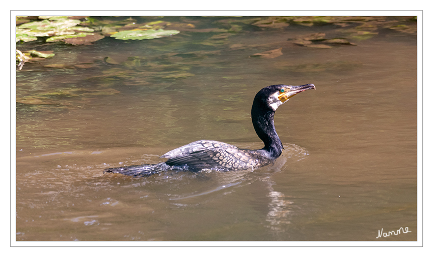 Entlang der Erft
Ebenso wie andere Fischfresser wie Fischadler, Graureiher, Fischotter oder Eisvogel wurde der Kormoran als vermeintlicher Nahrungskonkurrent des Menschen in Europa massiv verfolgt und Bestand und Verbreitung daher stark durch den Menschen beeinflusst. Im mitteleuropäischen Binnenland war die Art um 1920 praktisch ausgerottet. laut Wikipedia
Schlüsselwörter: Kormoran