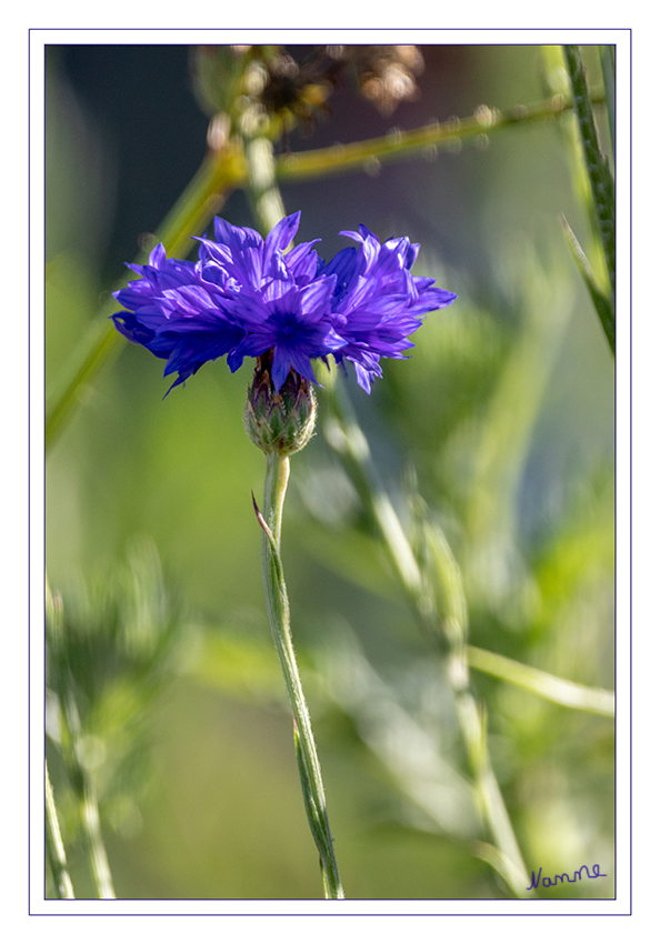 Kornblume
Entweder überwintern Cyanus segetum als Frucht, keimen im Frühjahr und sterben schließlich nach der Fruchtbildung im Herbst desselben Jahres ab (sommerannuell) oder aber sie keimen bereits im Herbst, überwintern als Jungpflanzen, blühen im Frühjahr und sterben nach der Fruchtbildung ab (winterannuell). laut Wikipedia
Schlüsselwörter: Kornblume