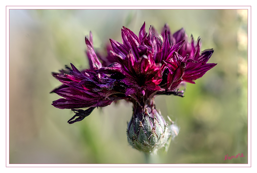 Kornblume
Die Schwarze Kornblume Centaurea cyanus 'Black' ist wohl eine der wichtigsten Nahrungslieferanten für unsere Bienen in freier Natur, hier in einer rein schwarzen, dunkelrotbraunen Zuchtform. Früher fand man die blaue Variante fast überall in den Kornfeldern, heute wie so viele andere Pflanzen auch, ist die Kornblume fast verschwunden. laut trachtpflanzen24
Schlüsselwörter: Kornblume