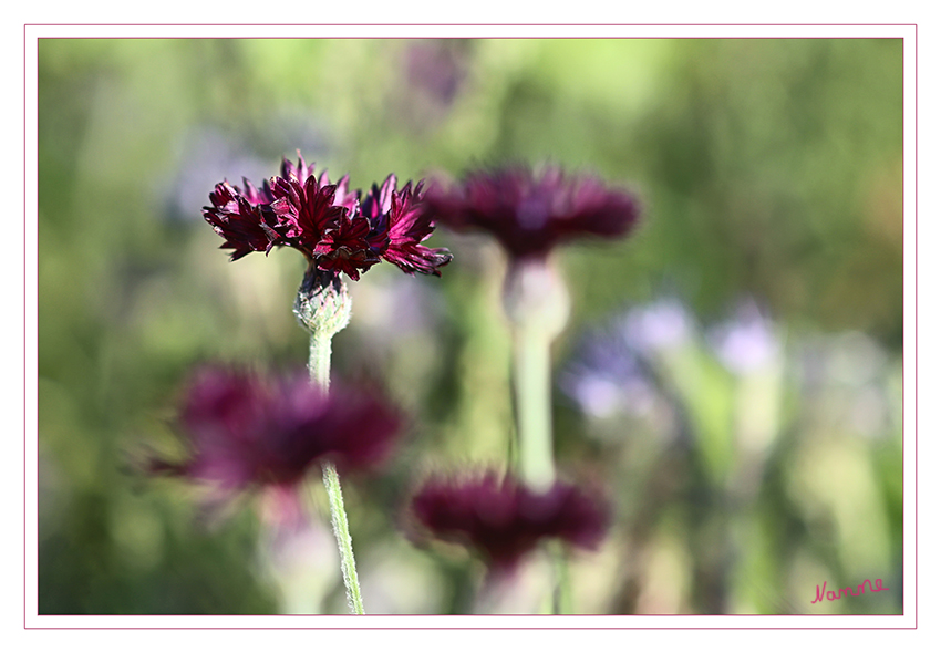 Kornblume
Centaurea cyanus. Mit fast schwarzen Blüten. Solch eine Farbe ist in der Pflanzenwelt sehr selten zu finden, die Kornblume mit schwarzen Blüten wird damit zu etwas ganz Besonderem.
Die einzelnen Blütenblätter können ausgezupft werden und z.B. kandiert für die Verschönerung einer Torte verwendet werden. Oder man streut sie einfach über den Nachtisch. laut deaflora
Schlüsselwörter: Kornblume