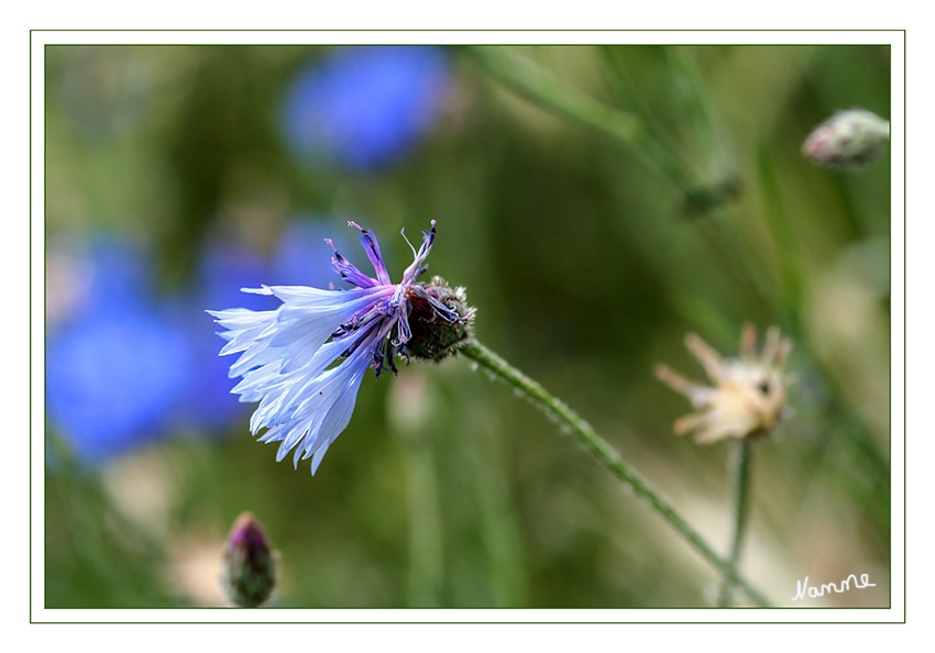 Kornblume
Entweder überwintern sie als Samen, keimen im Frühjahr und sterben schließlich nach der Fruchtbildung im Herbst desselben Jahres ab (sommerannuell) oder aber keimen bereits im Herbst aus, überwintern als Keimpflänzchen, erblühen im Frühjahr und sterben nach der Fruchtbildung ab (einjährig überwinternd).
laut Wikipedia
Schlüsselwörter: Kornblume