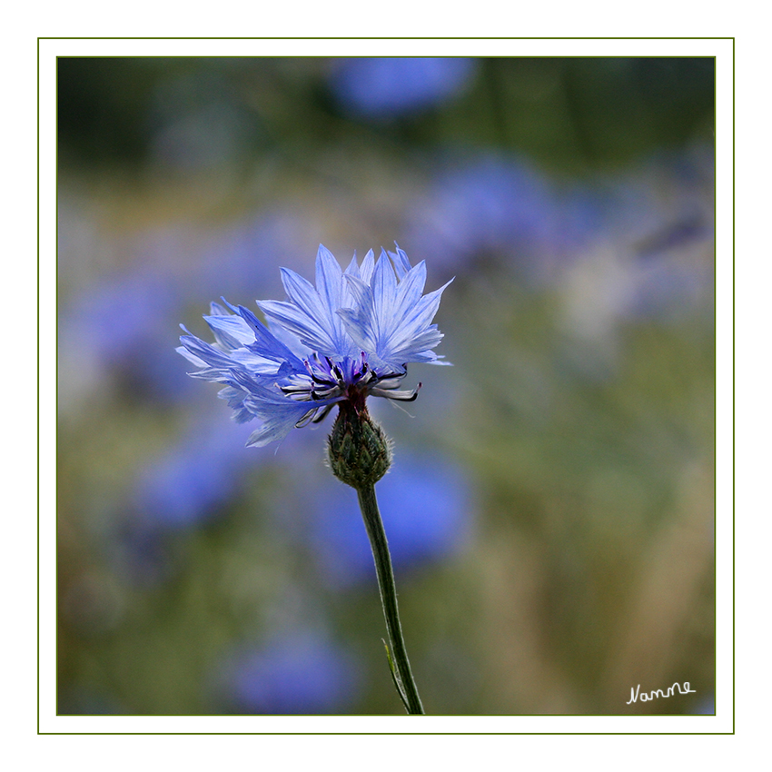 Kornblume
Durch ihre auffallend hellblauen (cyanen) Blüten hat sie den Trivialnamen Zyane und das Artepitheton erhalten. Der deutsche Trivialname Kornblume ist seit dem 15. Jahrhundert nachgewiesen und bezieht sich auf die Tatsache, dass es sich um ein Getreideunkraut handelt.
laut Wikipedia
Schlüsselwörter: Kornblume