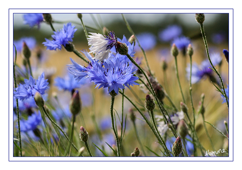 Kornblumen
Seitdem der Mensch Ackerbau betreibt, ist die Kornblume eine ständige Begleiterin von Getreidefeldern.
Die Kornblume wächst an trockenen Plätzen meist mit Kamille und Klatschmohn am Rande von Feldern. Lange Zeit war sie durch Überdüngung der Felder selten geworden. 
laut Wikipedia
Schlüsselwörter: Kornblume