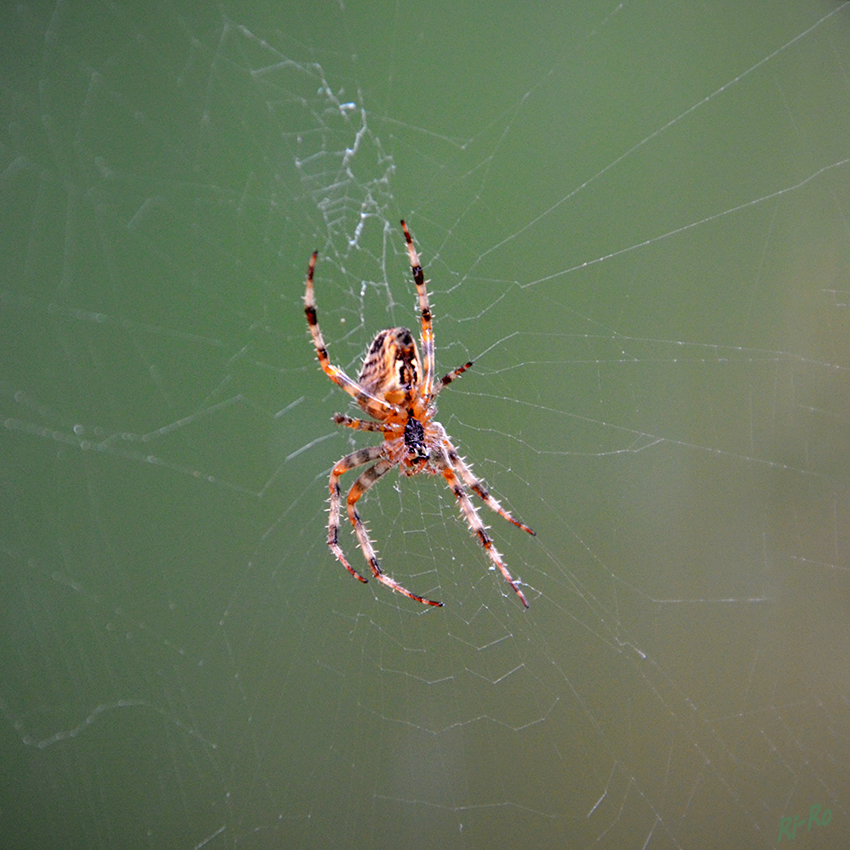 Kreuzspinne im Netz
Die Kreuzspinne gehört zu den Räderspinnen. Die Netze sind Radförmig.
Schlüsselwörter: Kreuzspinne