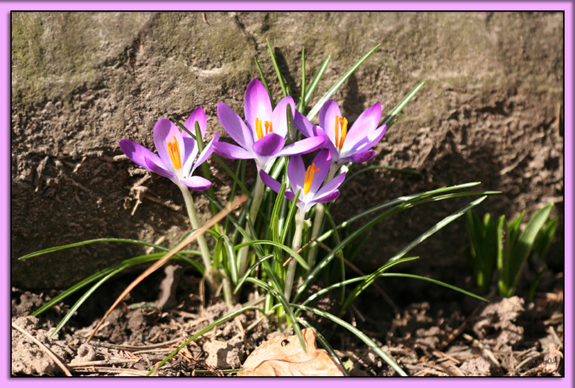 Der Sonne entgegen
Schlüsselwörter: Krokus