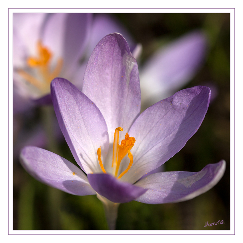 Komm ruhig näher...
Krokus
Die im Frühjahr oder im Herbst erscheinenden Blüten variieren stark in der Farbe, aber Lila, Hellviolett, Gelb und Weiß sind vorherrschend. Sie stehen einzeln oder zu vielen in einem stängellosen Blütenstand mit Hochblättern. Die zwittrigen, radiärsymmetrischen Blüten sind dreizählig. laut Wikipedia
Schlüsselwörter: Frühling; Blumen; Krokus