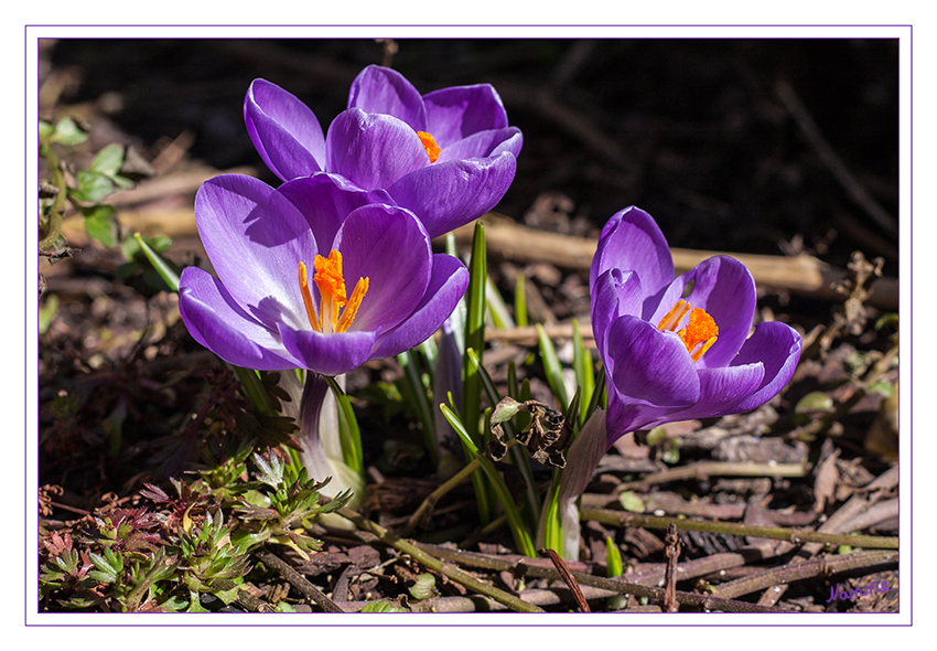 Die Sonne begrüssen
Schlüsselwörter: Krokus