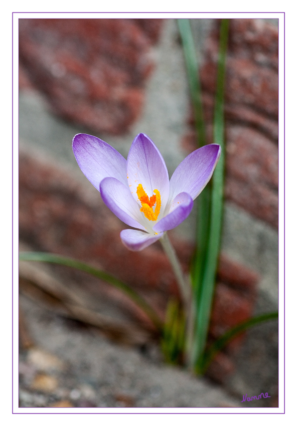 Krokus
Endlich gab es mal blauen Himmel, Sonnenschein und geschützt an einer Mauer mein erster Krokus in diesem Jahr 
Schlüsselwörter: Krokus