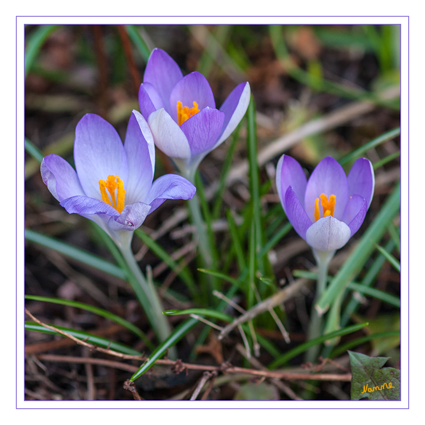 Frühlingsgrüße
Die Krokusse (Crocus; Mehrzahl Krokusse) sind eine Gattung der Schwertliliengewächse (Iridaceae). Ihre Arten stammen aus dem Orient, Europa und Nordafrika.
laut Wikipedia
Schlüsselwörter: Krokus