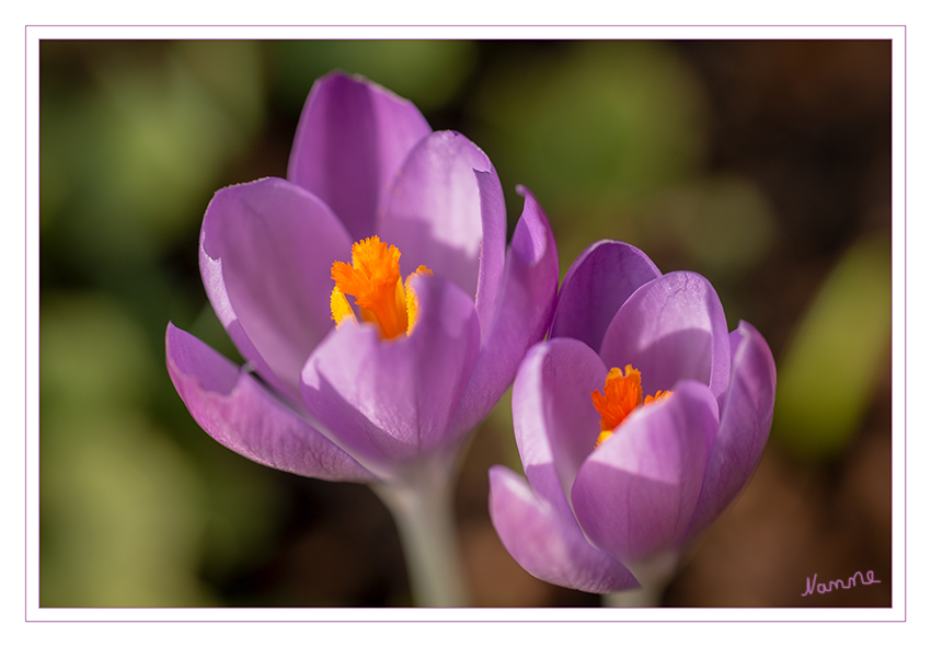 Wenn die Sonne scheint
Die Blüten stehen einzeln oder zu vielen in einem stängellosen Blütenstand mit Hochblättern. Die im Frühjahr oder im Herbst erscheinenden Blüten variieren stark in der Farbe, aber Lila, Hellviolett, Gelb und Weiß sind vorherrschend. laut Wikipedia
Schlüsselwörter: Krokus