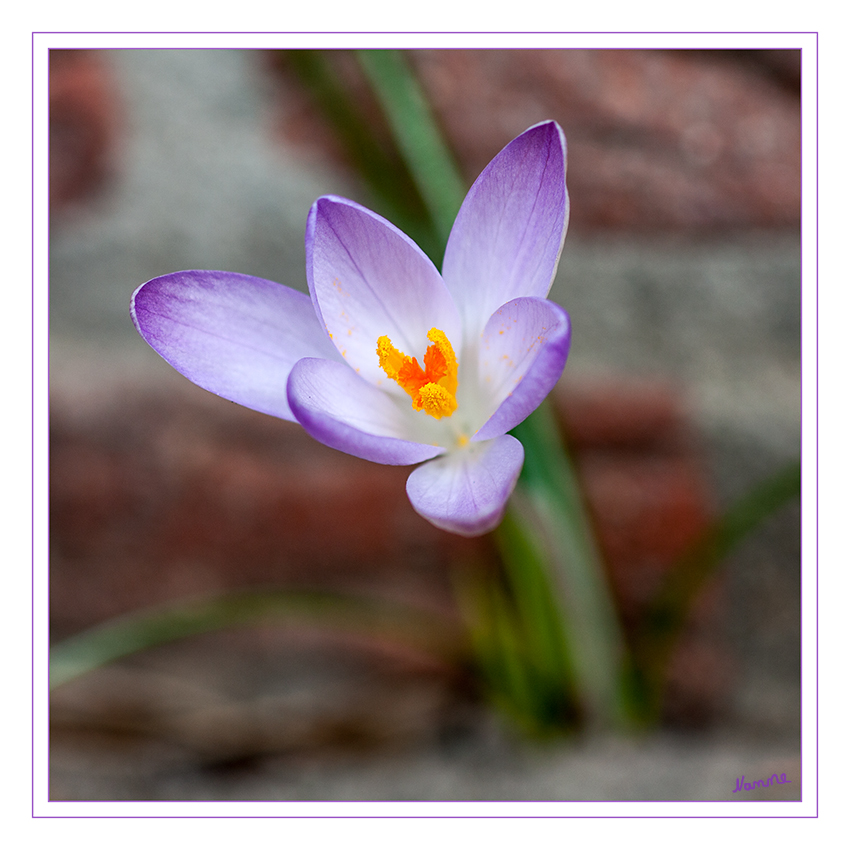 Krokus
Heute gab es endlich mal blauen Himmel, Sonnenschein und geschützt an einer Mauer mein erster Krokus in diesem Jahr
Schlüsselwörter: Krokus