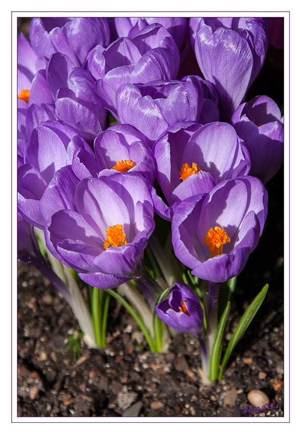 Krokus
Die im Frühjahr oder im Herbst erscheinenden Blüten variieren stark in der Farbe, aber lila, hellviolett, gelb und weiß sind vorherrschend. Sie stehen einzeln oder zu vielen in einem stängellosen Blütenstand mit Hochblättern.
laut Wikipedia
Schlüsselwörter: Krokus