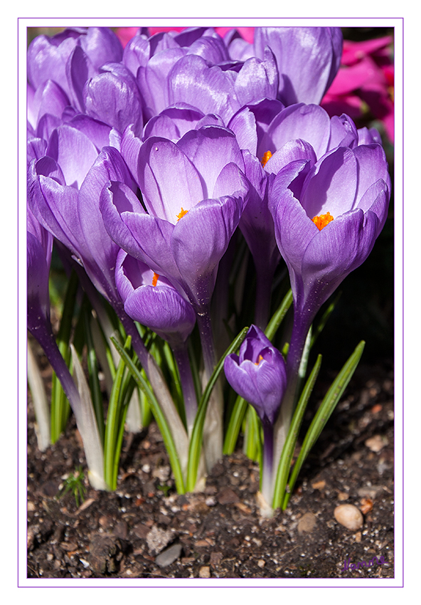 Krokus
In Mitteleuropa werden sie vor allem als Frühblüher in Ziergärten und Rasen gepflanzt. 
Schlüsselwörter: Krokus