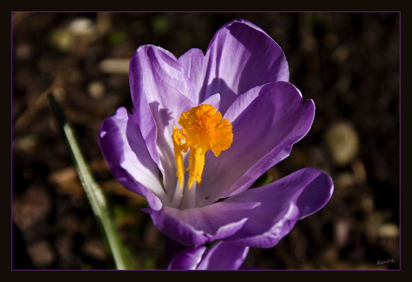 Der Frühling
ist längst schon da. Zumindest in geschützten Bereichen.
Schlüsselwörter: Krokus