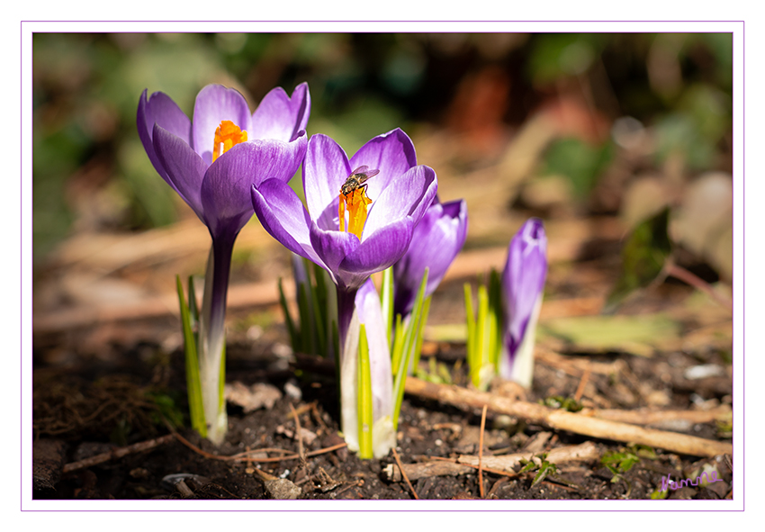 7 - Nah heran
Schlüsselwörter: Krokus