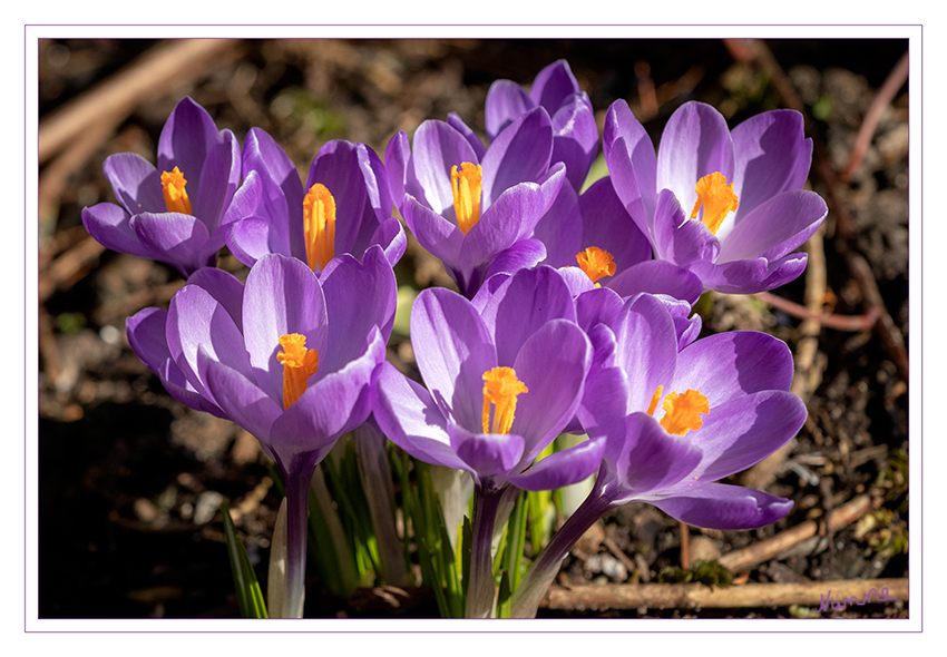 Frühlingserwachen
Schlüsselwörter: Krokus