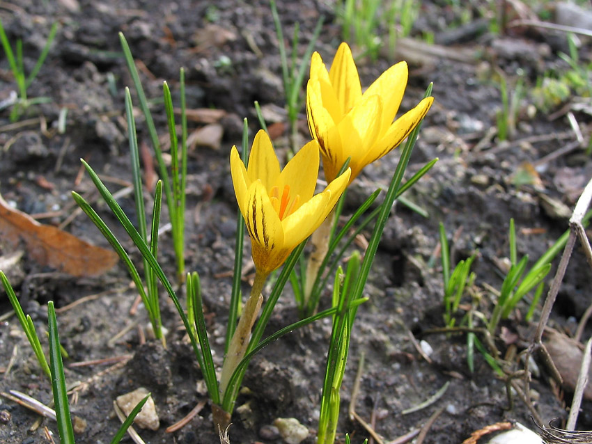 Warten auf den Frühling
Schlüsselwörter: Krokus, gelb