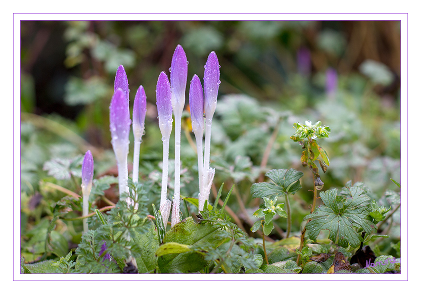 Krokus
Warten auf die Sonne
Schlüsselwörter: Krokus