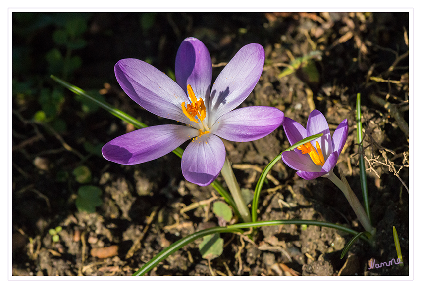 Wenn die Sonne scheint
wird es in der Natur direkt bunt
Schlüsselwörter: Krokus