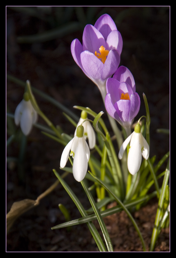 Frühlingsgrüße
Schlüsselwörter: Krokus           Schneeglöckchen