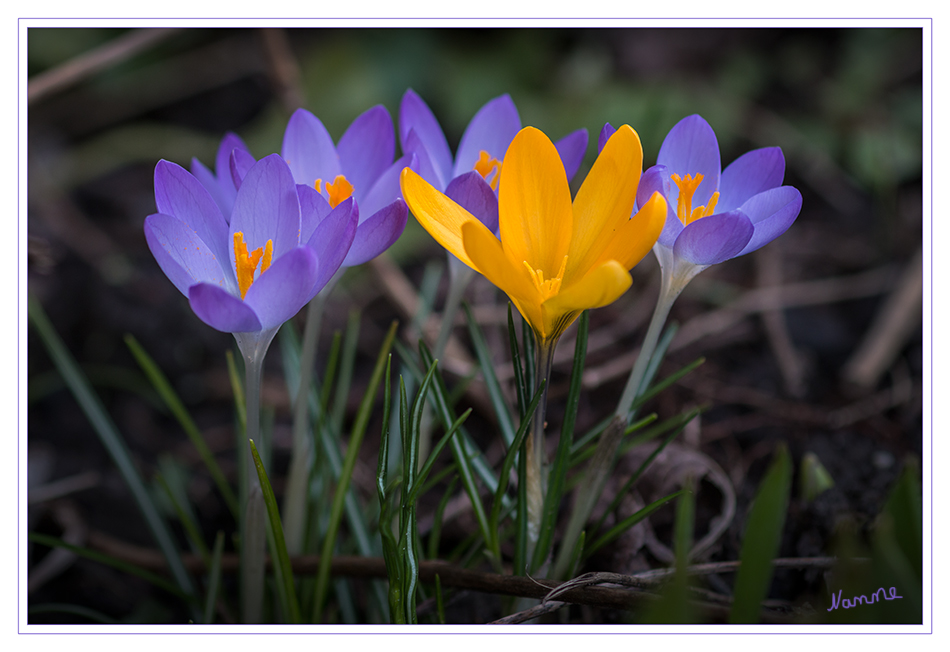 Frühlingserwachen
Schlüsselwörter: Krokus