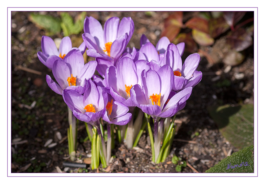 Frühlingserwachen
Schlüsselwörter: Krokus