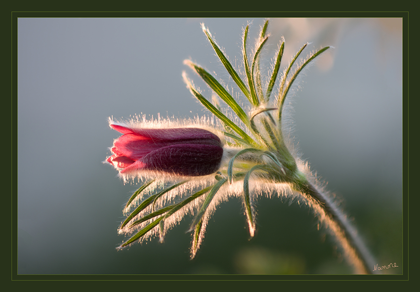 Küchenschelle
Die Kuhschellen oder Küchenschellen (Pulsatilla) bilden eine Pflanzengattung in der Familie der Hahnenfußgewächse (Ranunculaceae)
laut Wikipedia
Schlüsselwörter: Kuhschelle Küchenschelle