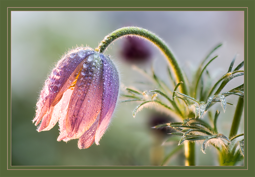 Pink
Die Gewöhnliche Kuhschelle (auch  gerne Küchenschelle genannt) wurde zur Blume des Jahres 1996 gewählt, um auf ihren bedrohten Status aufmerksam zu machen.
Schlüsselwörter: Küchenschelle Kuhschelle