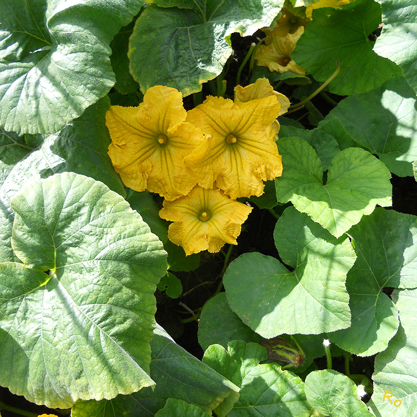 Blüte vom Kürbis Butternut
Der Moschus-Kürbis (Cucurbita moschata) ist eine kultivierte Pflanzenart aus der Familie der Kürbisgewächse (Cucurbitaceae), die in Amerika beheimatet ist, heute jedoch weltweit in den warmen Regionen angebaut wird.

(laut Wikipedia)
Schlüsselwörter: Kürbis Butternut