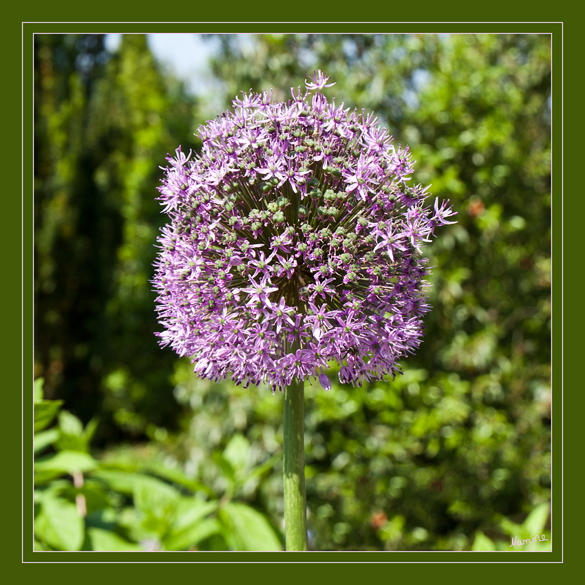 Pinker Zierlauch
In einem kugelförmigen, doldigen Blütenstand, der einen Durchmesser von 30 cm erreichen kann, sind bis zu 80 Einzelblüten angeordnet. Die zwittrigen, dreizähligen, metallvioletten Blüten sehen sternförmig aus. Es werden Kapselfrüchte gebildet.
Schlüsselwörter: Zierlauch