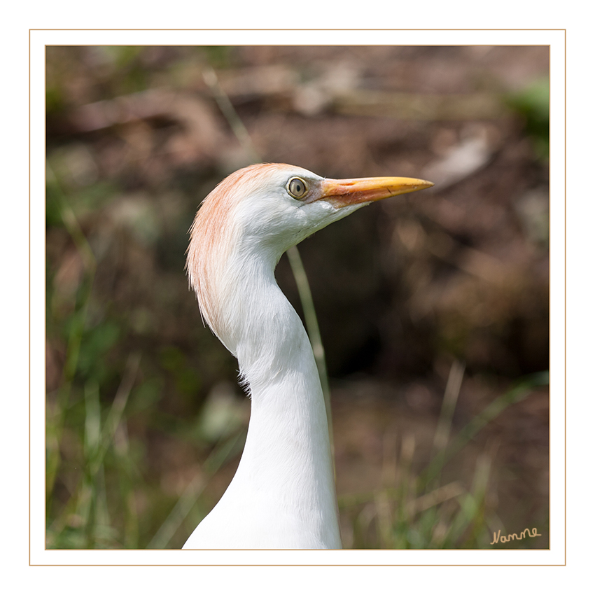 Kuhreiher
Der Kuhreiher (Bubulcus ibis) gehört zur Familie der Reiher aus der Ordnung der Schreitvögel (Ciconiiformes). Er ist weltweit verbreitet und fehlt nur auf der Antarktika, sein Verbreitungsgebiet hat sich insbesondere im Verlauf des 20. Jahrhunderts stark ausgedehnt. laut Wikipedia
Schlüsselwörter: Kuhreiher