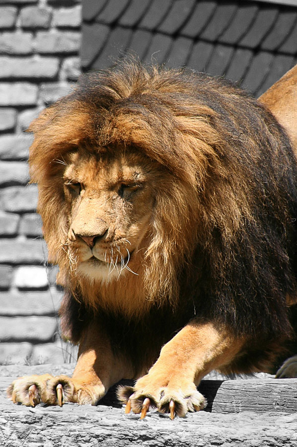 Krallenpflege
Zoo Duisburg
Schlüsselwörter: Zoo Duisburg, Löwe