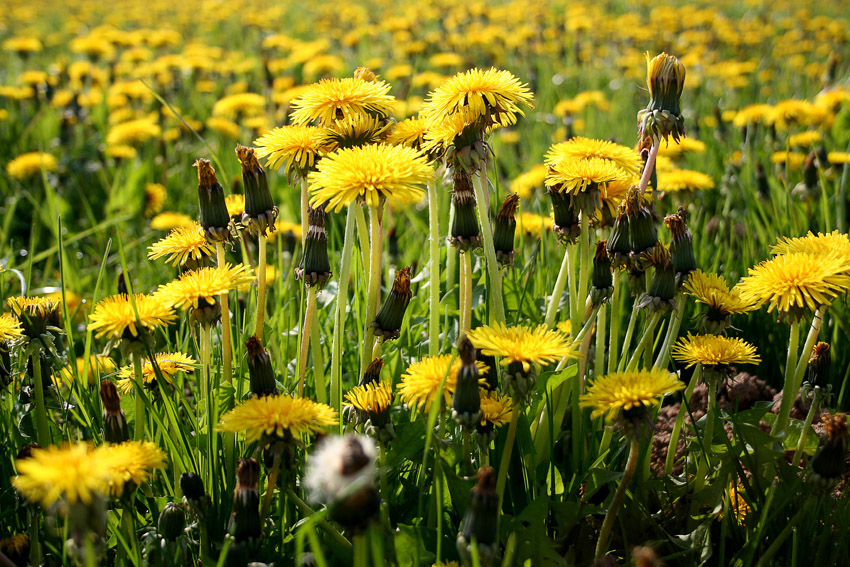 Endlos
Wenn der Frühling erstmal loslegt
Schlüsselwörter: Löwenzahn, Wiese, gelb