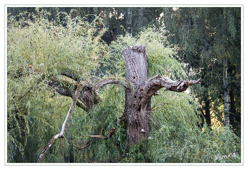 Lachende Weide
an ihr konnte ich nicht weiter gehen
Schlüsselwörter: Baum Weide lachend