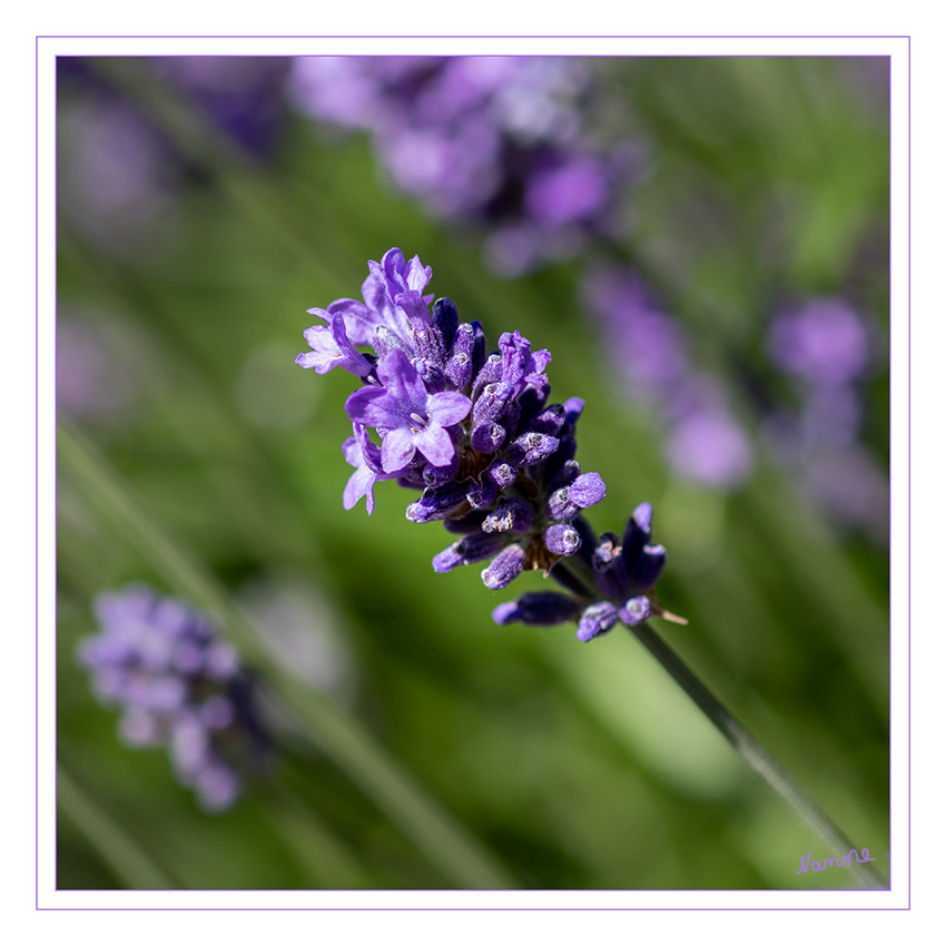 Lavendel
Schlüsselwörter: Lavendel