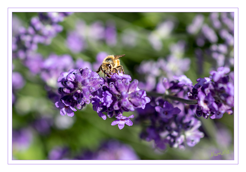 24 - Lavendel mit Besucher
Schlüsselwörter: Lavendel